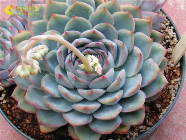 多肉 艾琳 Echeveria  Ileen 开花