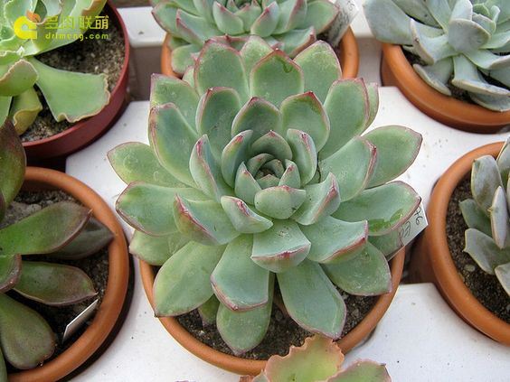 多肉 艾琳 Echeveria  Ileen 