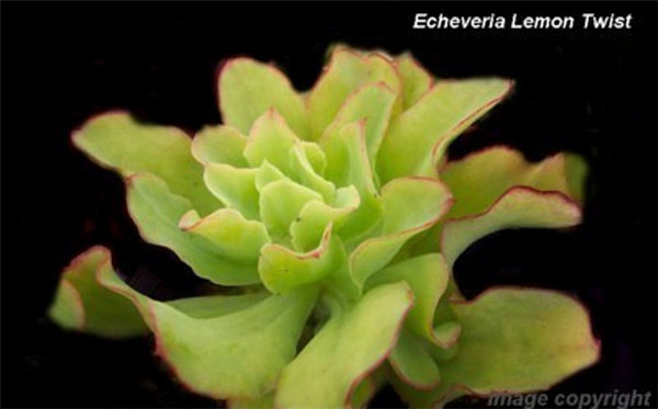 柠檬卷 Echeveria Lemon Twist