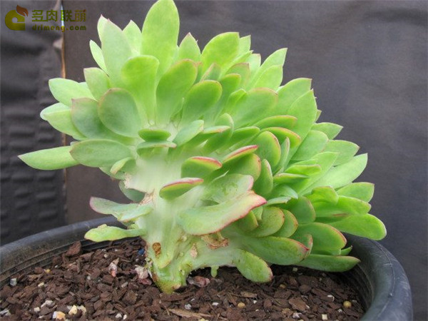 柠檬卷 Echeveria Lemon Twist 缀化