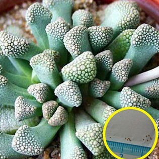 天女盃 Titanopsis luederitzii