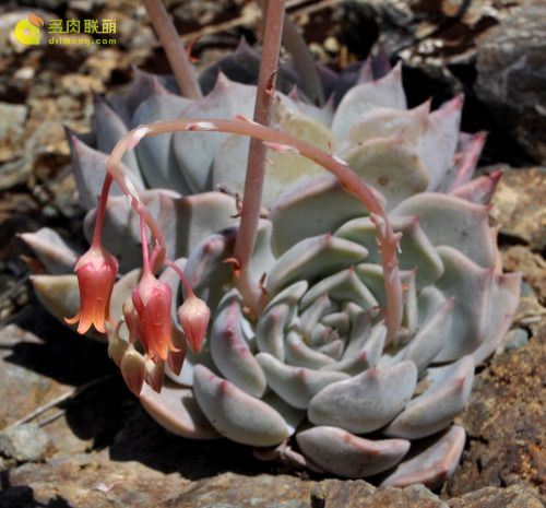 多肉帕洛玛echeveria Paloma 多肉联萌