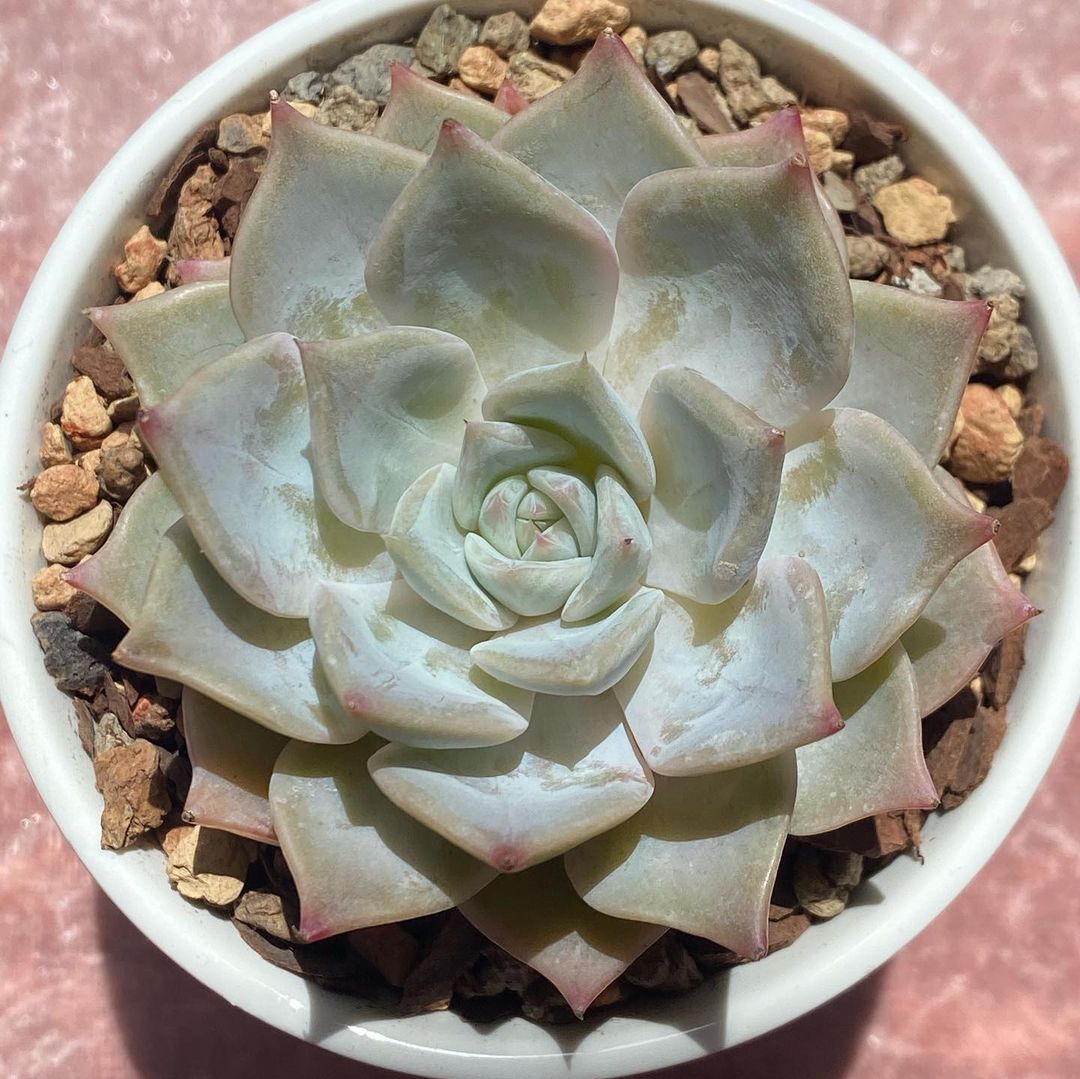 帕洛玛 Echeveria 'Paloma'