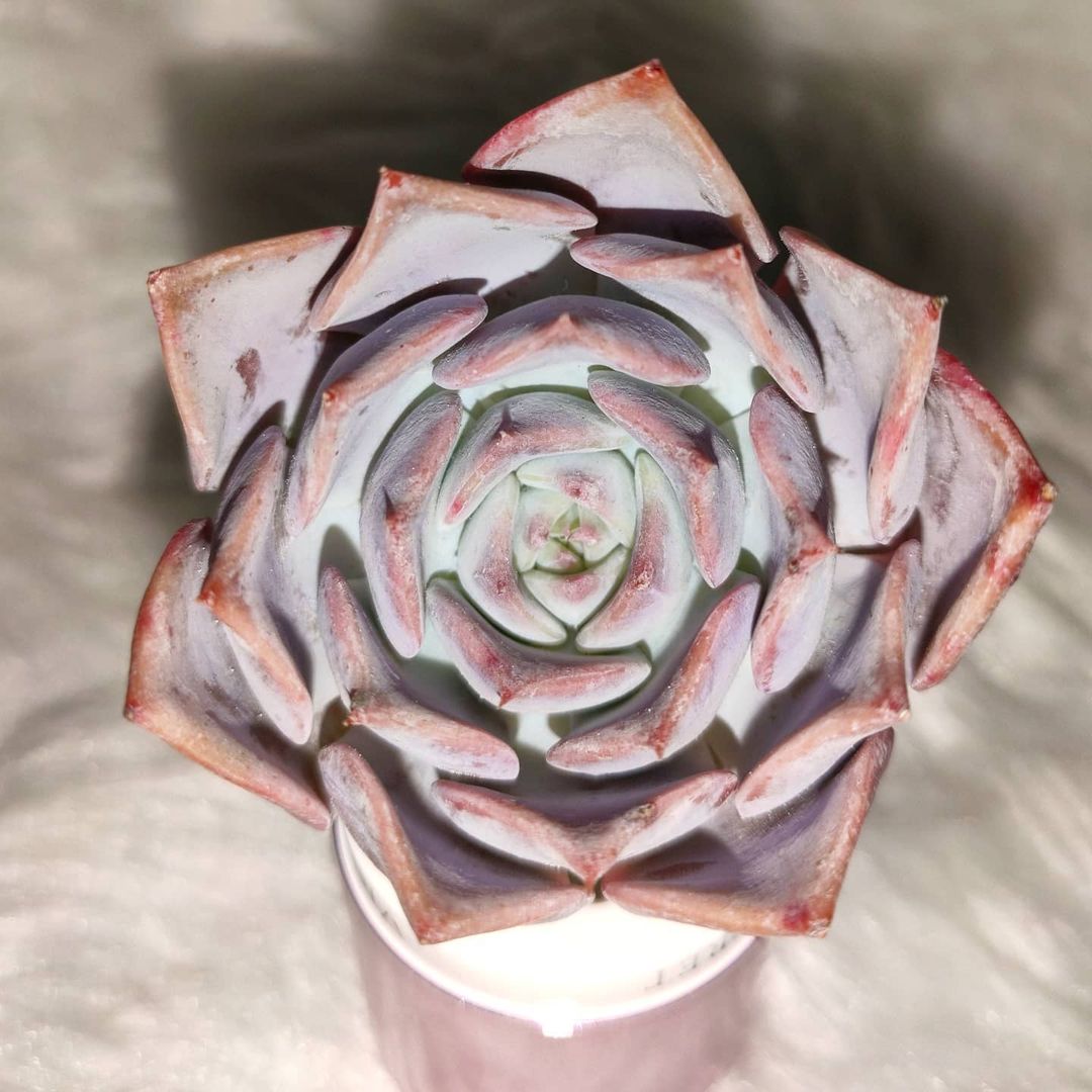 帕洛玛 Echeveria 'Paloma'