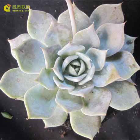 多肉 帕洛玛 Echeveria  Paloma