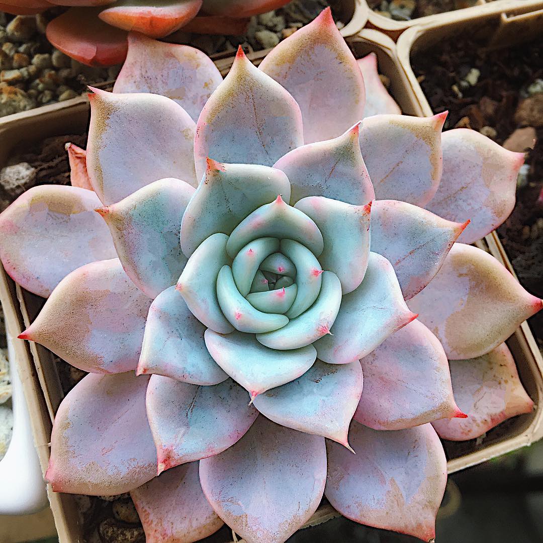 帕洛玛 Echeveria 'Paloma'