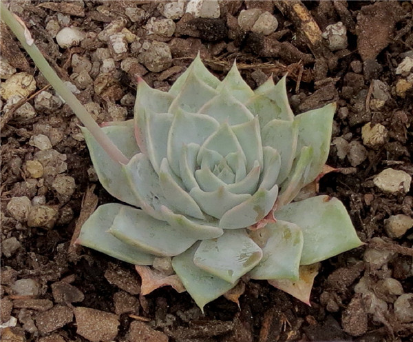 多肉 帕洛玛 Echeveria  Paloma