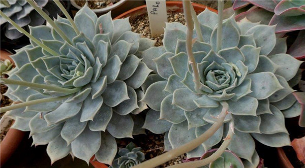 多肉 帕洛玛 Echeveria  Paloma