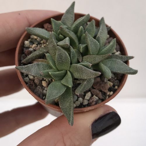 天女舟 Aloinopsis acuta