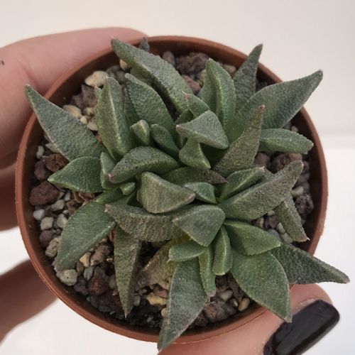 天女舟 Aloinopsis acuta