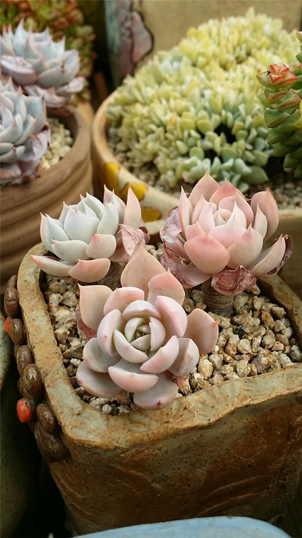 多肉暗星 Echeveria Dark Star