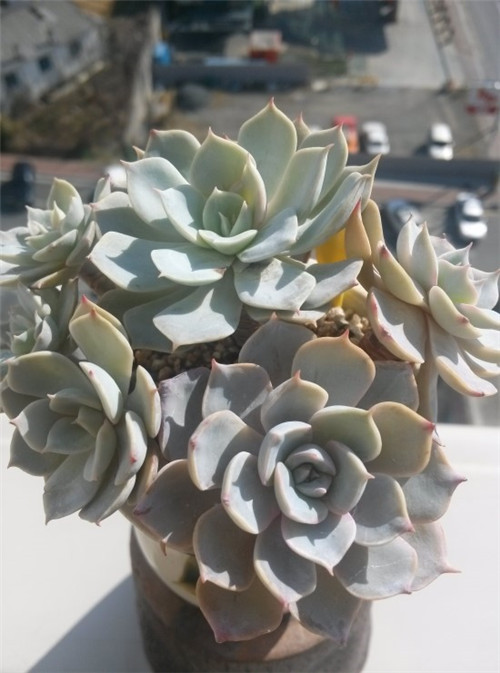 多肉暗星 Echeveria Dark Star