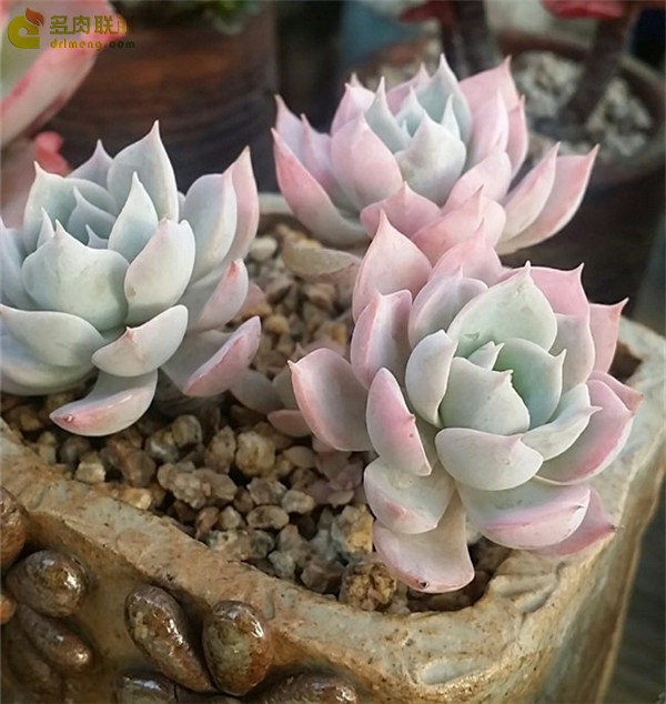 多肉暗星 Echeveria Dark Star