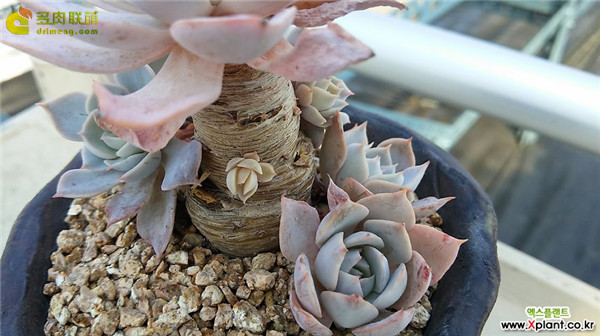 多肉暗星 Echeveria Dark Star