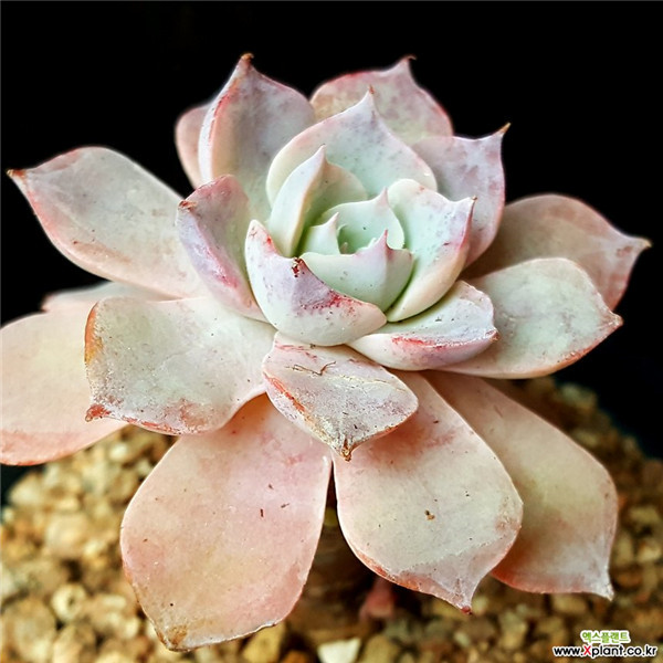 多肉暗星 Echeveria Dark Star