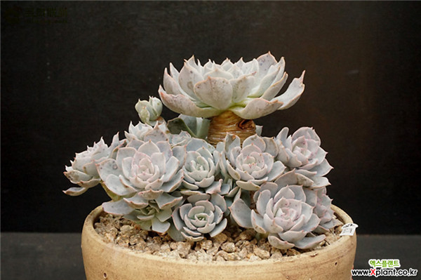 多肉暗星 Echeveria Dark Star