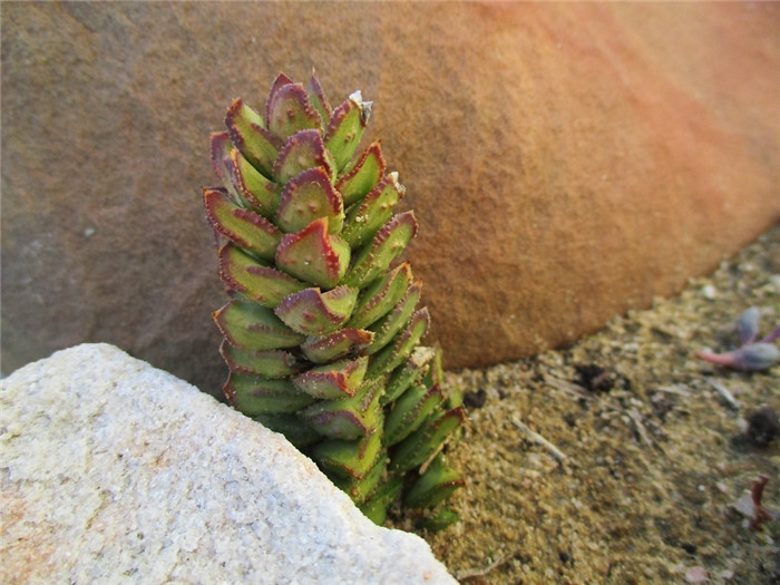 Astroloba bullulata 炎之塔