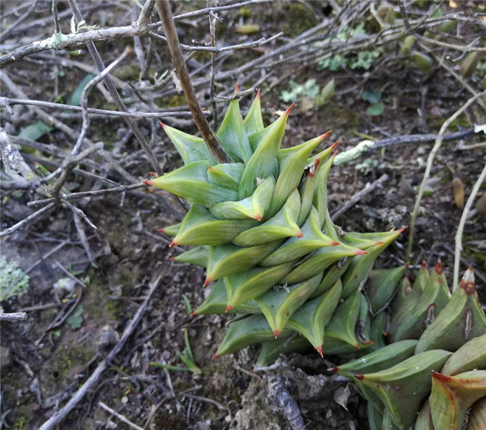 Astroloba rubriflora 青瓷塔