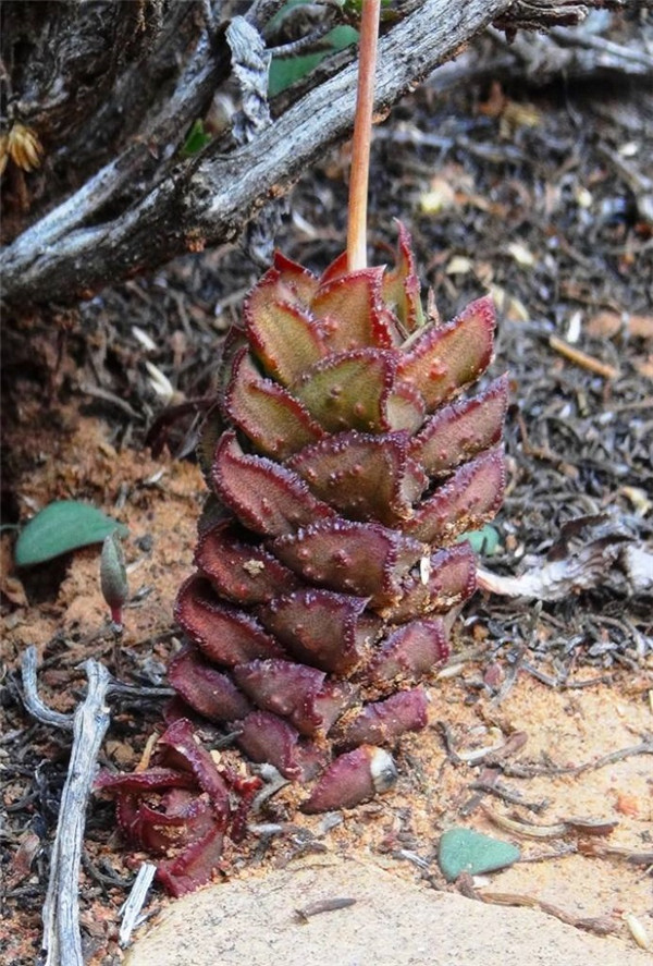 Astroloba bullulata 炎之塔