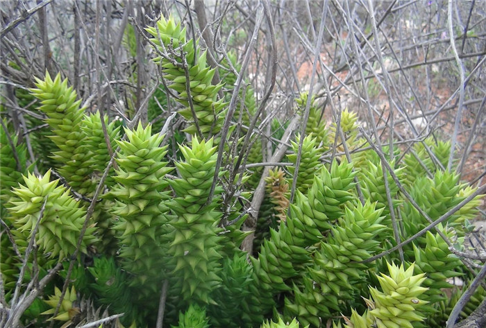 Astroloba spiralis