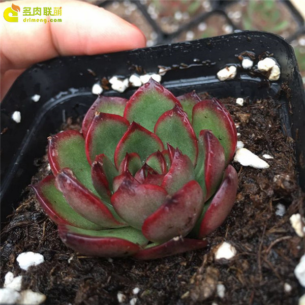 保利安娜 Echeveria Puli-lindsayana