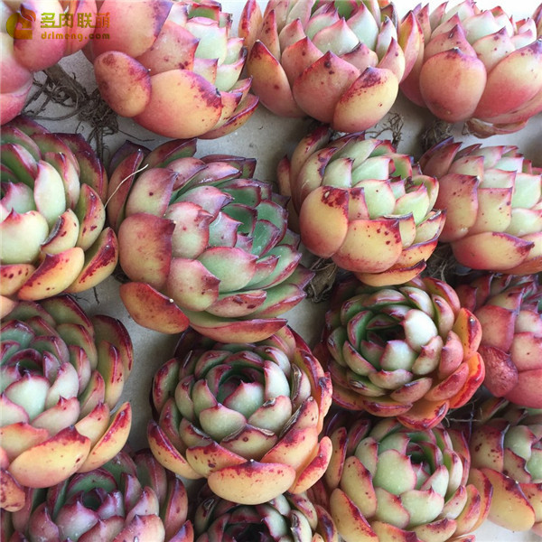 保利安娜 Echeveria Puli-lindsayana