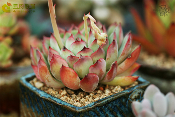 保利安娜 Echeveria Puli-lindsayana