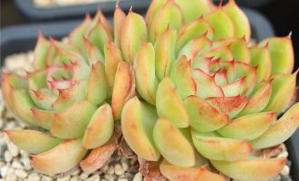 有点混的冰河世纪