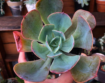 忧郁男孩 Echeveria Blue boy