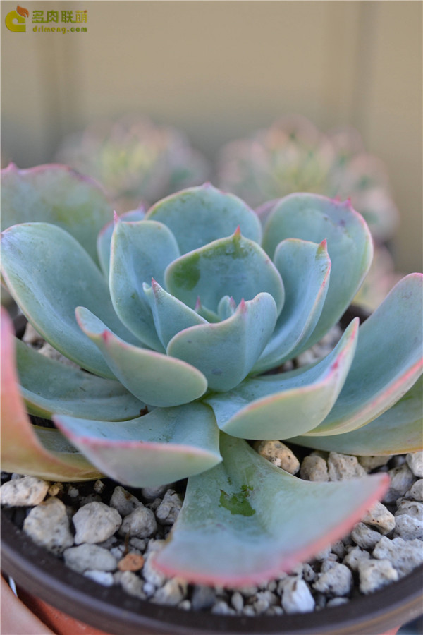 忧郁男孩 Echeveria Blue boy