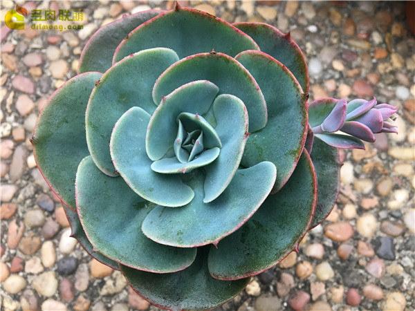 忧郁男孩 Echeveria Blue boy