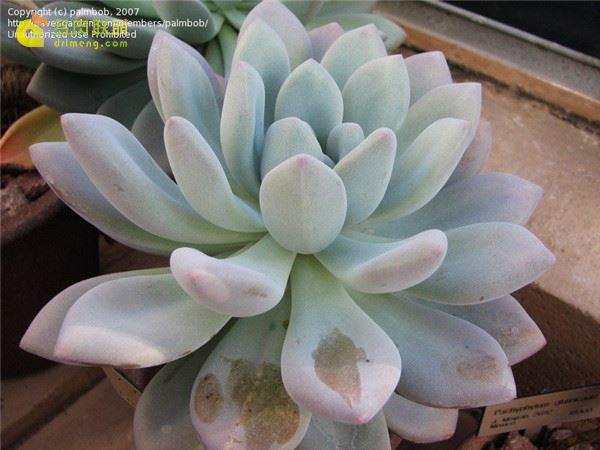 xGraptoveria 'Blush'