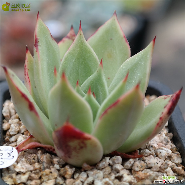 红颜 ​E. agavoides 'Chou'