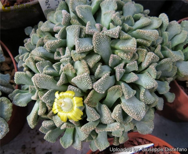 天女簪 Titanopsis fulleri