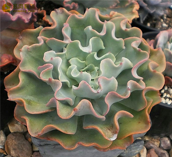 红鹤 Echeveria Beninut-Suru