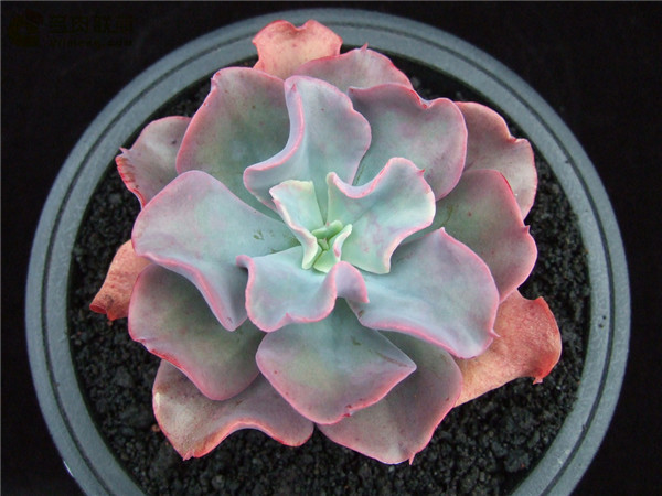 红鹤 Echeveria Beninut-Suru