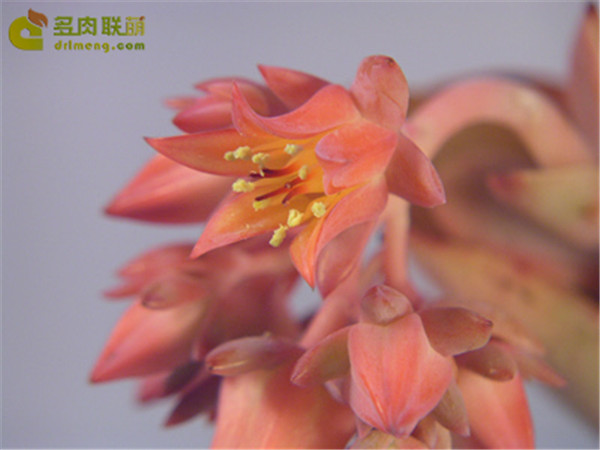 红の鹤Echeveria 'Beninoturu'