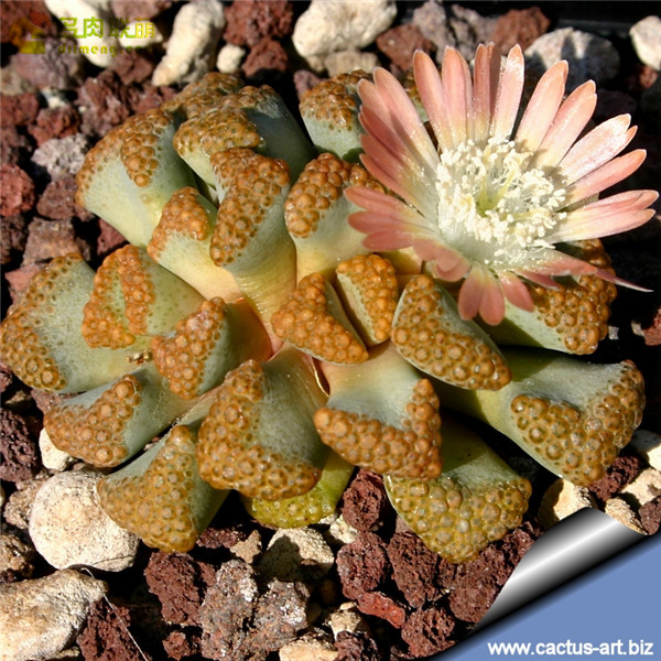 天女扇 Titanopsis hugo-schlechteri