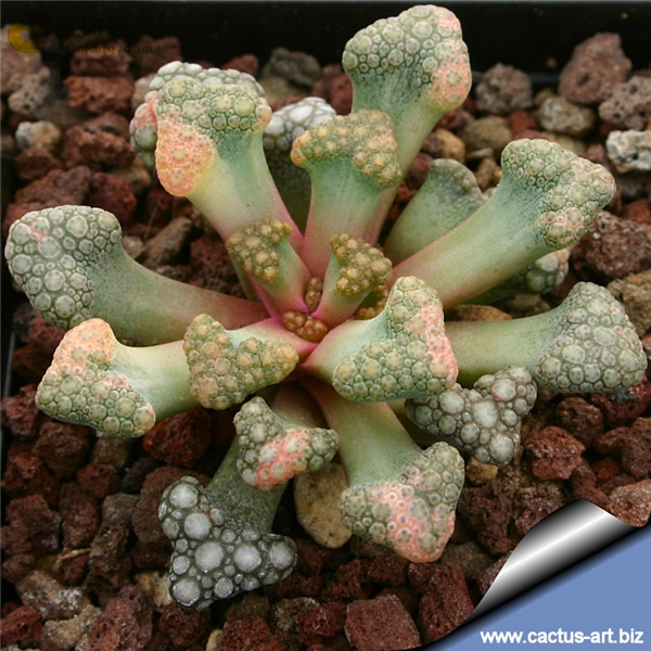 天女扇 Titanopsis hugo-schlechteri