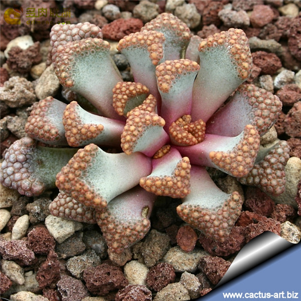 天女扇 Titanopsis hugo-schlechteri