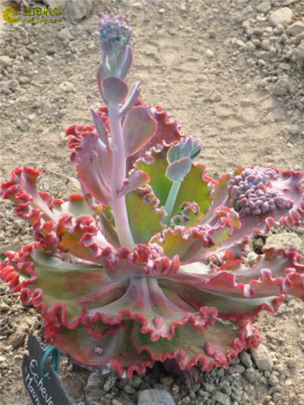 火山女神 Echeveria Mauna Loa