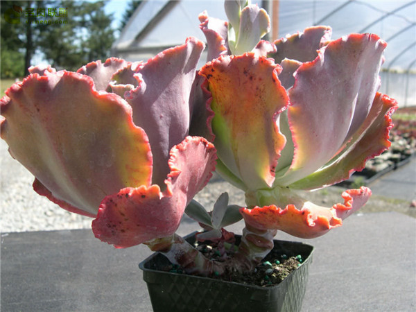 火山女神 Echeveria Mauna Loa