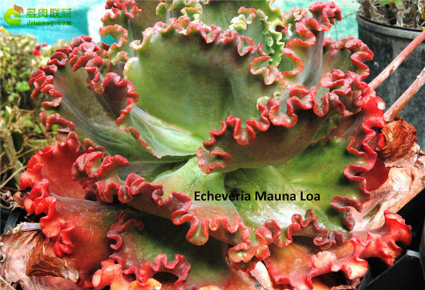 火山女神 Echeveria Mauna Loa