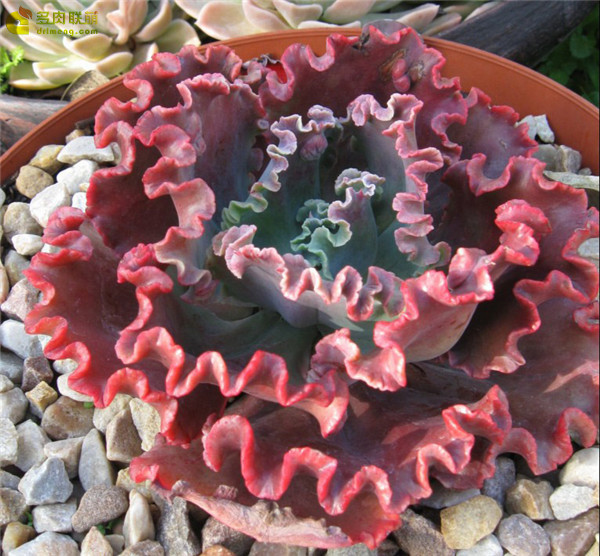 火山女神 Echeveria Mauna Loa