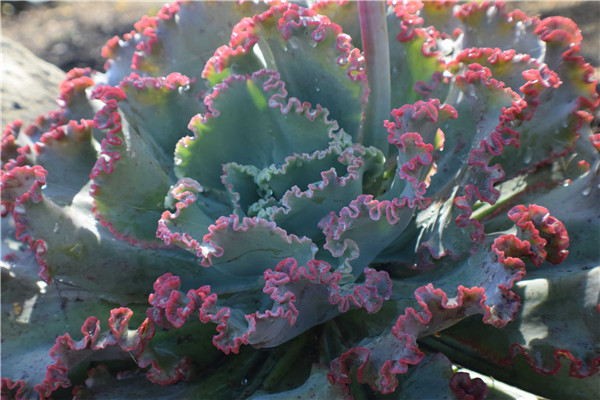 火山女神 Echeveria Mauna Loa