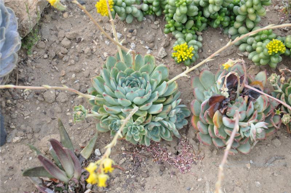 多肉 艾琳 Echeveria  Ileen 开花