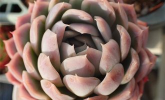 静夜！月影！嘭！静月