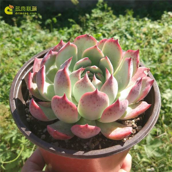 淘宝上的林赛
