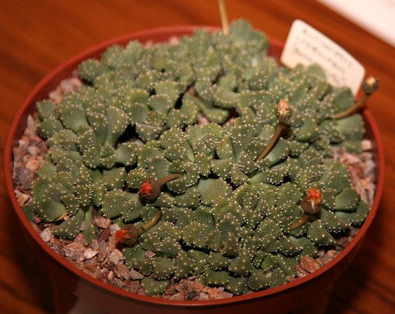 天女绫 Aloinopsis lodewykii