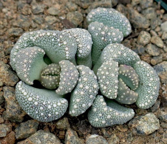 天女绫 Aloinopsis lodewykii